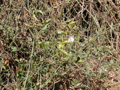 Commicarpus