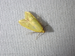 Aeolothapsa malacella
