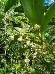 Cryptocarya laevigata