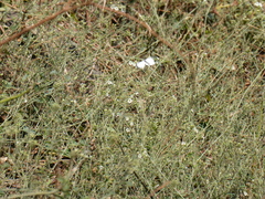 Commicarpus