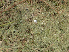 Commicarpus