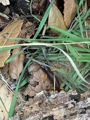 Ensatina eschscholtzii