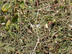 Commicarpus