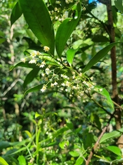 Cryptocarya laevigata