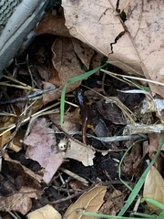 Ensatina eschscholtzii