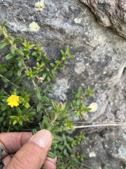 Hibbertia
