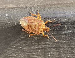 Podisus placidus