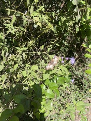 Chiomara georgina
