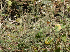 Commicarpus