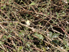 Commicarpus