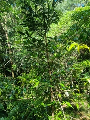 Cryptocarya laevigata