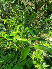 Cryptocarya laevigata