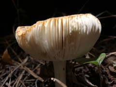 Amanita persicina