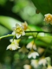 Cryptocarya laevigata