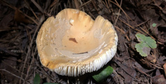 Amanita persicina