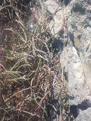Salicornia perennis