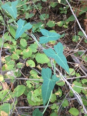 Calystegia purpurata
