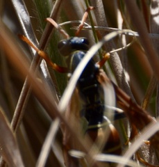 Polistes billardieri