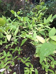 Calycanthus occidentalis