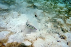 Parupeneus barberinus