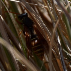 Polistes billardieri