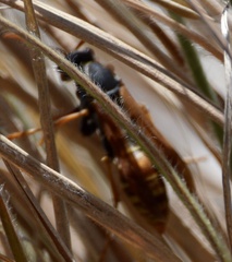 Polistes billardieri