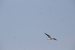 Leucophaeus atricilla