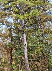 Pinus glabra