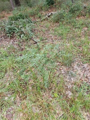 Rhynchosia cytisoides