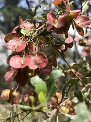 Dodonaea viscosa cuneata
