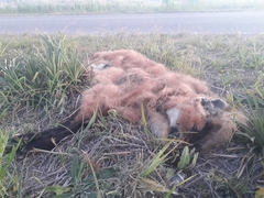 Chrysocyon brachyurus