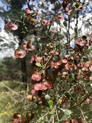 Dodonaea viscosa cuneata