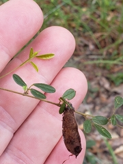 Rhynchosia cytisoides