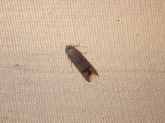 Tachystola hemisema