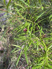 Grevillea diffusa