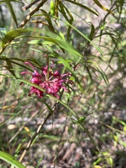 Grevillea diffusa