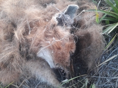 Chrysocyon brachyurus