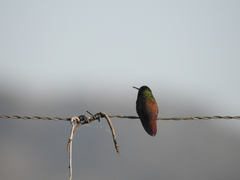 Saucerottia beryllina