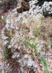 Eupatorium torreyanum