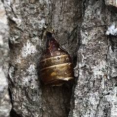 Lymantria dispar