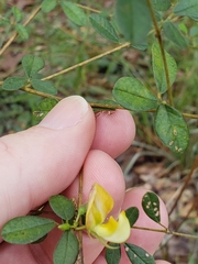 Rhynchosia cytisoides