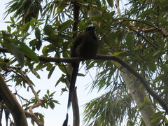 Momotus aequatorialis