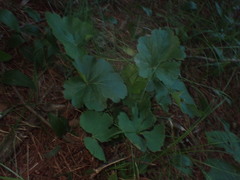Heuchera richardsonii