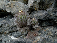 Copiapoa coquimbana