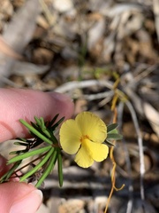 Gompholobium pinnatum