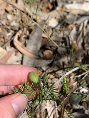 Gompholobium pinnatum