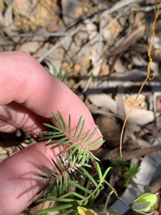 Gompholobium pinnatum