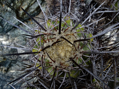 Copiapoa coquimbana