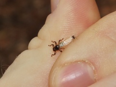 Hippoboscidae