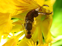 Forficula auricularia